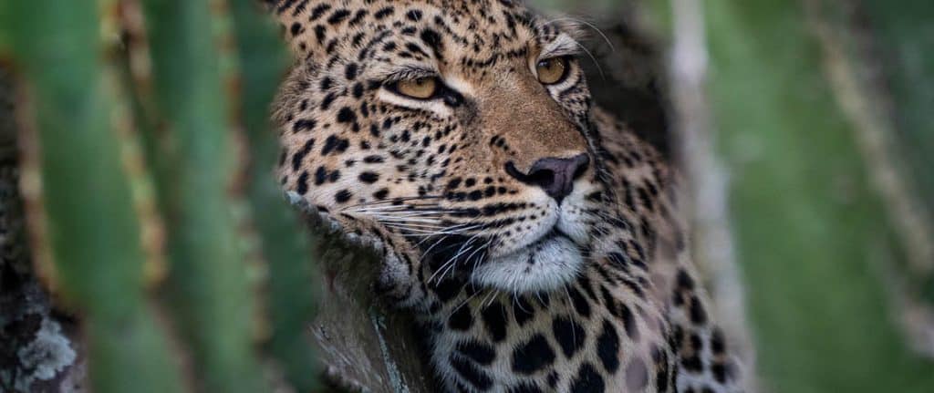 RRSS-africa-registro-de-vida-202510