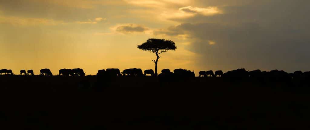 rrss-africa-registro-de-vida11