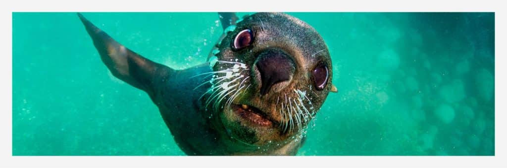 RRSS CHILE SUMERGIDO 06 1500×500