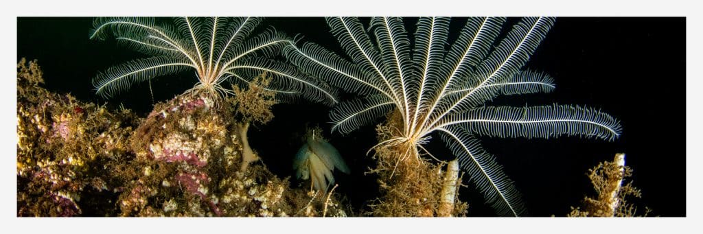 RRSS CHILE SUMERGIDO 29 01 26 1500×500