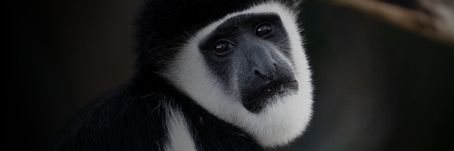 rrss africa registro de vida 1500x500