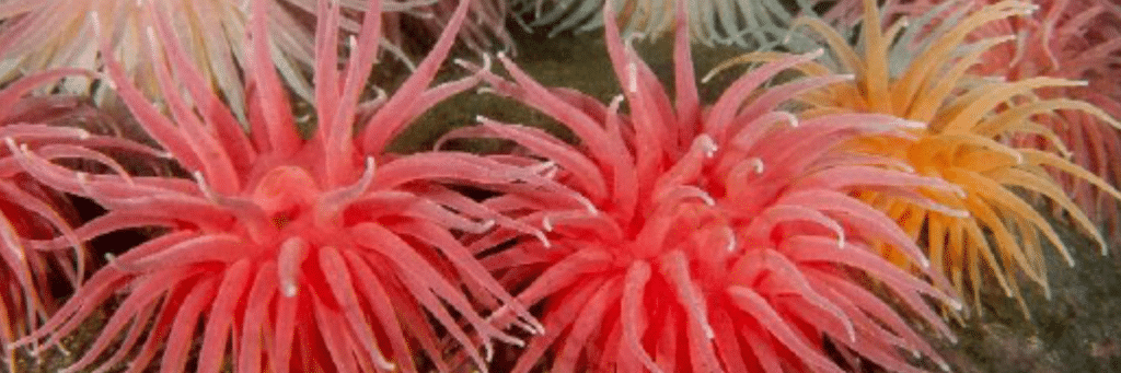 Diseño sin título (9)