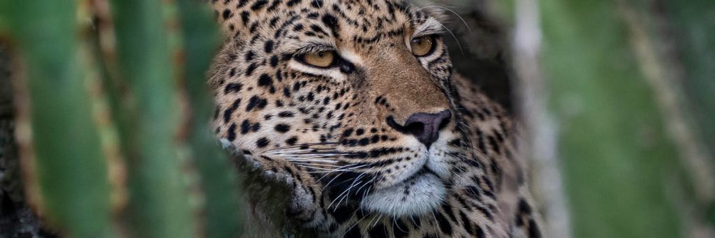 RRSS africa registro de vida 202511