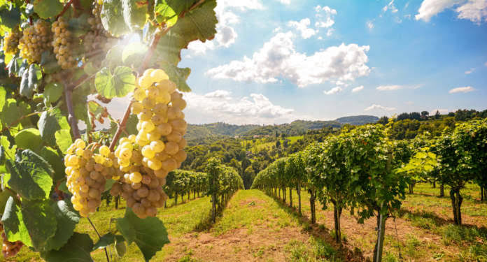 Sunlit vineyard rows with white grape clusters in the foreground and rolling hills in the distance.